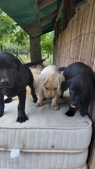 Šteniatka čistokrvného labradora - 7