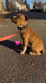 Americký Stafordšírsky Terier  s PP - 7