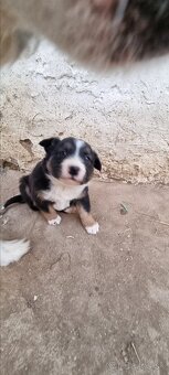 Border kolia - 7