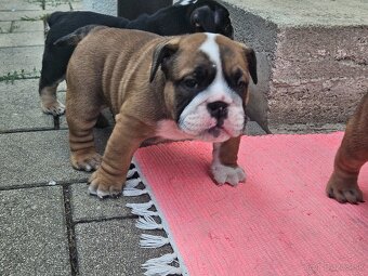 Anglicky buldog,bulldog - 7