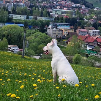 Argentinska doga (dogo argentino) - 7