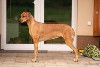 Rhodesian ridgeback s PP - 7