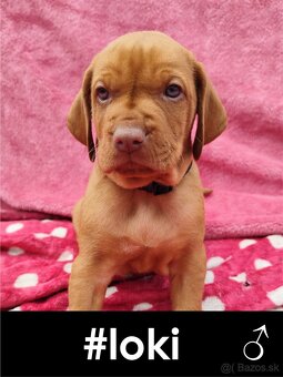 Maďarská vyžla bez PP - 7