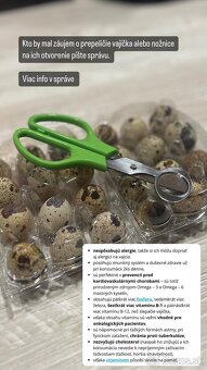 Prepelice japonské,prepeličie vajíčka,vajcia,trus,hnojivo - 7