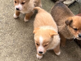 Darujem šteňatá - 7