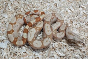 Boa imperator - Scoria Paradigm, IMG Arctic, IMG Paradigm - 7