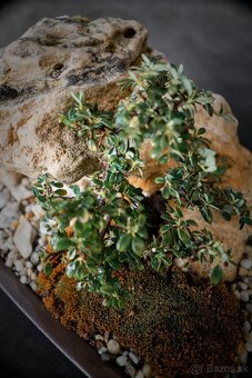 Krajinka Bonsai v miske 78x38cm - 7