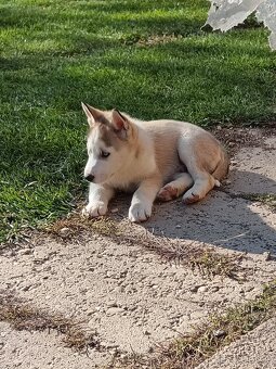 Sibirsky husky - 7
