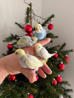 Andulky Dúhové Maznačikovia - 7