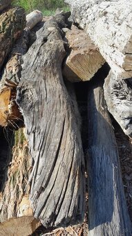 Subfosílny dub - cca 3000 rokov starý - 7