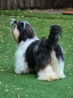 Predám šteniatka Shi tzu - 7