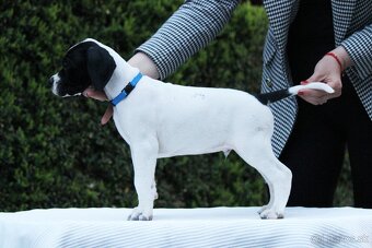 Anglický pointer, english pointer, stavač - 7