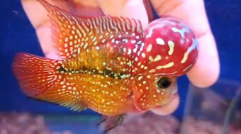 Flowerhorn kamfa shortbody - 7