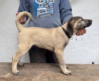 KANGAL - štěňata již K ODBĚRU, iba sučky - 7