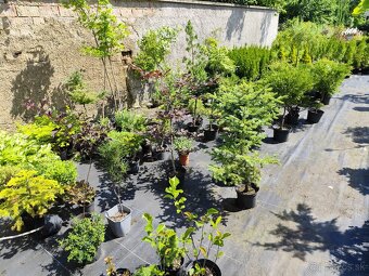 Okrasné dreviny, kríky - 7