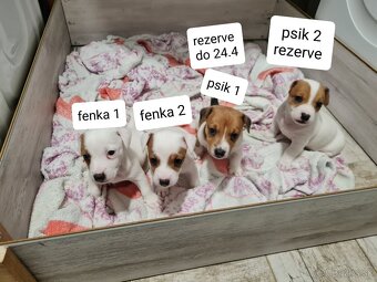 Jack russel teriér - 7
