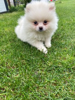 Pomeranian, špic, oranžový špic, pomik - 7
