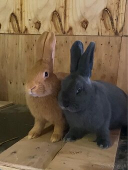 Burgundské králiky, viedenská modra - 7