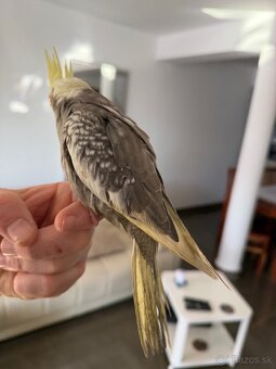 Korela Maznačik krotká - 7