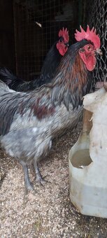 Kohuty australorpka cierne,sive - 7