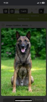 Belgický ovčiak malinois - 7