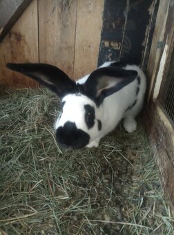 Nemecký obrovitý strakáč - 7