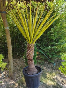 Juka yucca - 7
