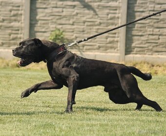 Bandog na krytie - 7