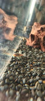 Hypancistrus sp. L136 Spotted - 7