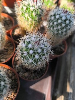 Kaktusy a sukulenty - 7