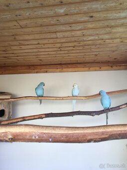 ALEXANDER MALÝ MODRÝ - 7