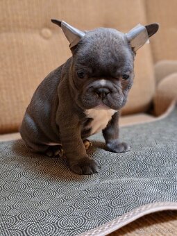 Francúzsky buldoček modry fawn, modrý - 7