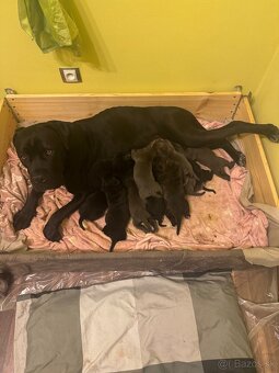 cane corso stenata na predaj - 7