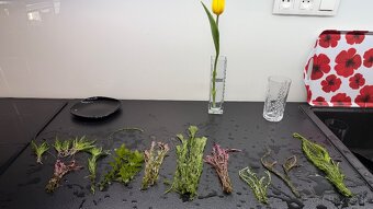 Rastlinky z prestrihu - 7