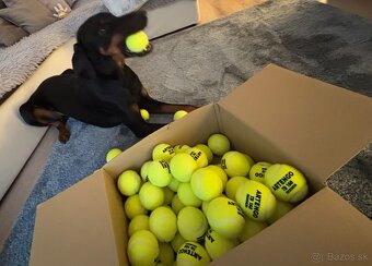 Doberman na krytie - 7