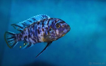 Malawi prebytky rybiek - 7