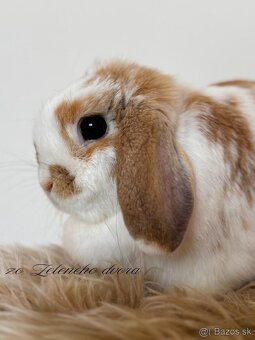 🐰 Minilop králiky 🐰 - 7
