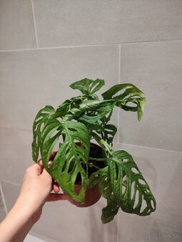 Monstera Adansonii - 7