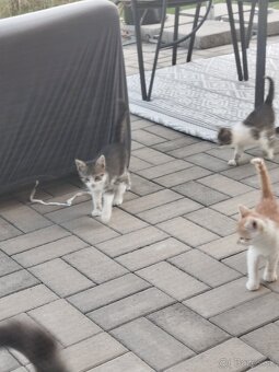 Darujem mačiatka - 7