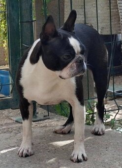 Boston,Bostonský teriér,Boston Terrier s PP - 7