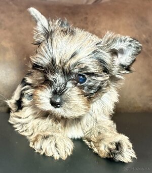 Yorkshire Terrier s PP - 7