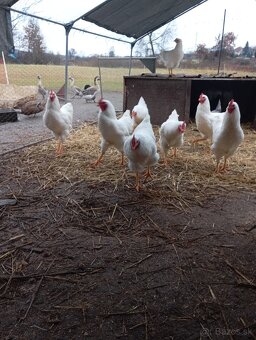 Kohúty plymutka biela , amrox - 7