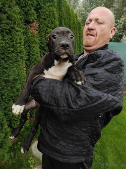 J&K bullys "ponúkame na predaj American bully XL - 7