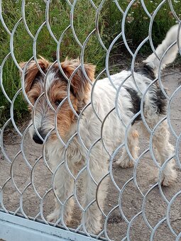 hrubosrsty foxterier - 7