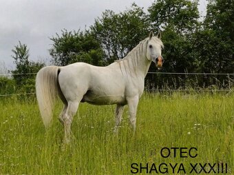 Shagya XXXIII-1 - 7