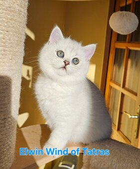 Britská krátkosrstá - 7