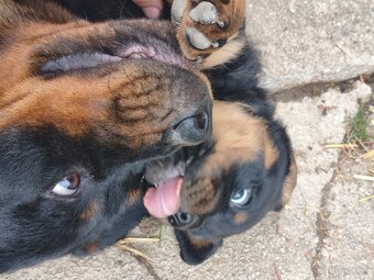 rotvailer,rottwailer,rottweiler,rotvajler - 7
