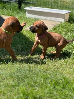 Šteniatka Rhodesian Ridgeback - 7