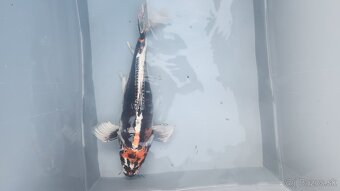 Predám Japonské butterfly koi kapre - 7