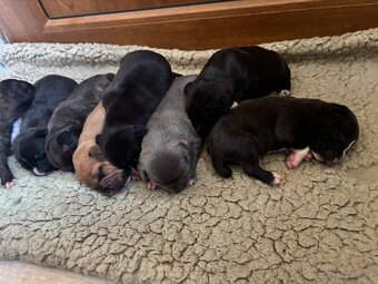 Americký stafordsirsky terier, Stafford, amstaf - 7